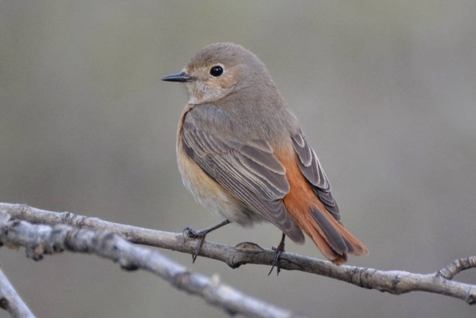 Птица с красной грудкой