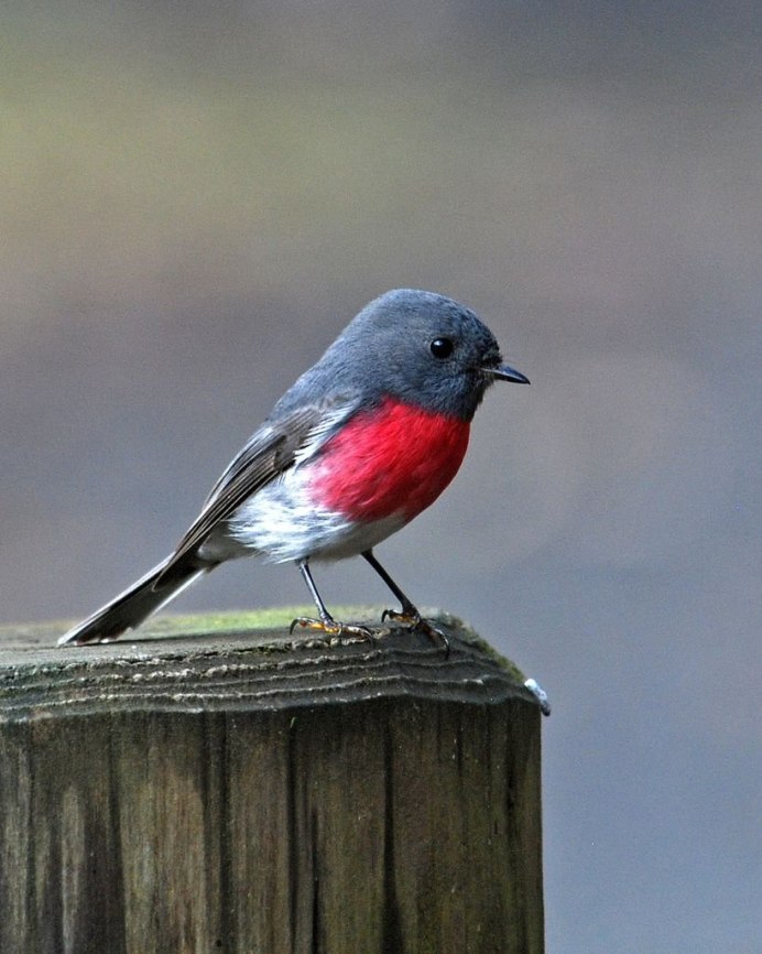 Мухоловка Коноплянка горихвостка