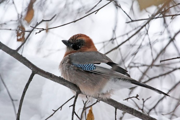 Сойка garrulus glandarius