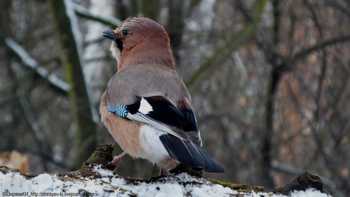 Сойка обыкновенная garrulus glandarius
