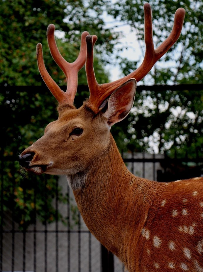 Красный олень в Дании
