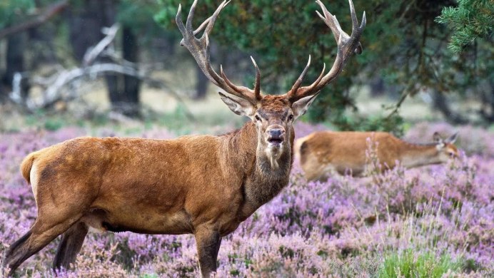 Горная Лань самка