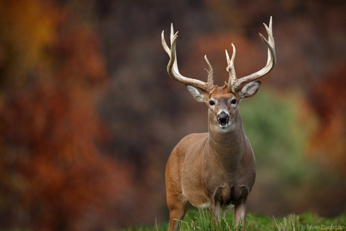 Милые животные