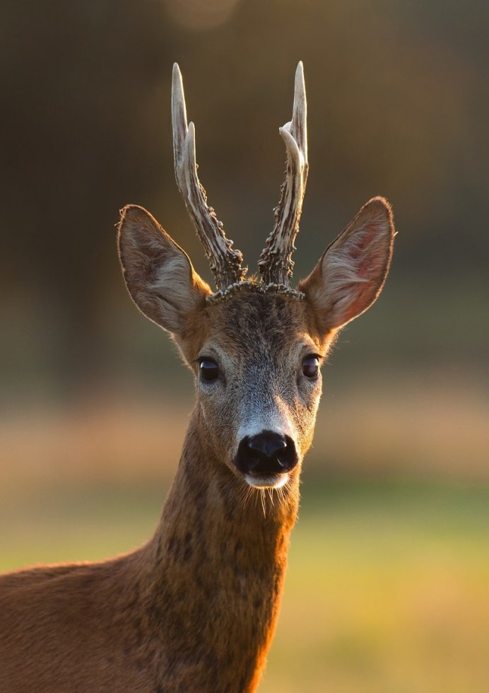 Косуля Сибирская