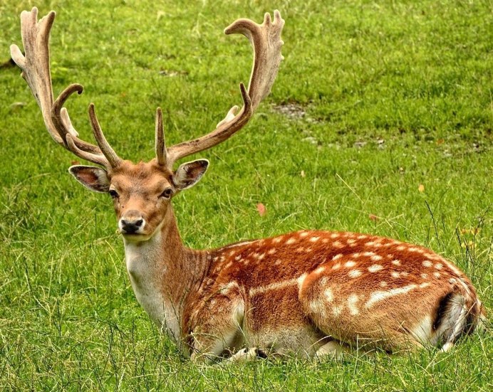 Пятнистый олень, благородный олень