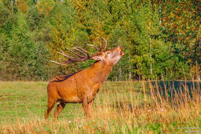 Европейская Лань