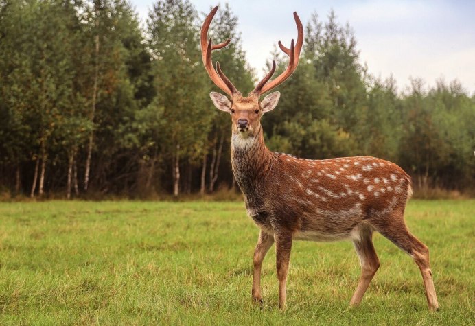 Фотосессия с оленем