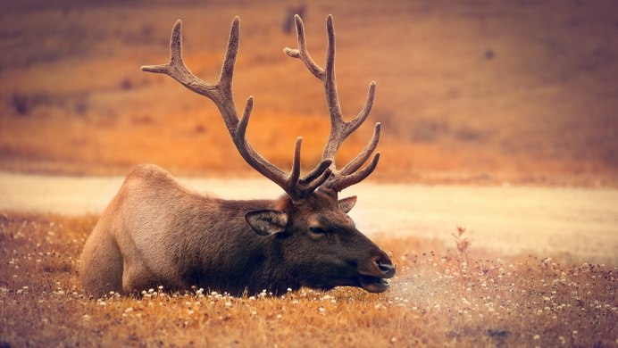 Дикий пятнистый олень