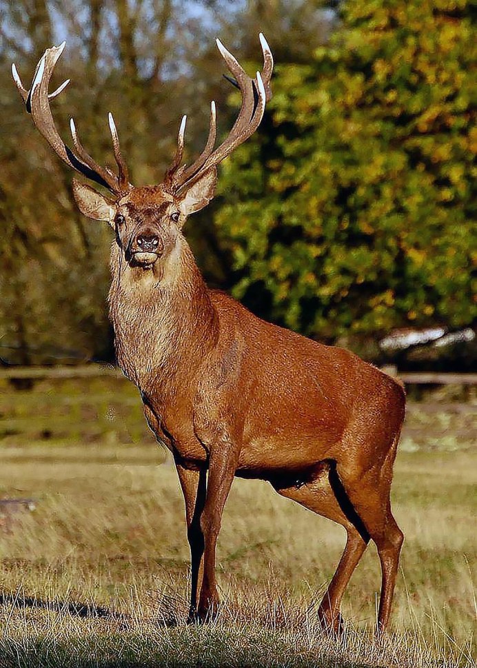 Изюбрь Дальневосточный самка