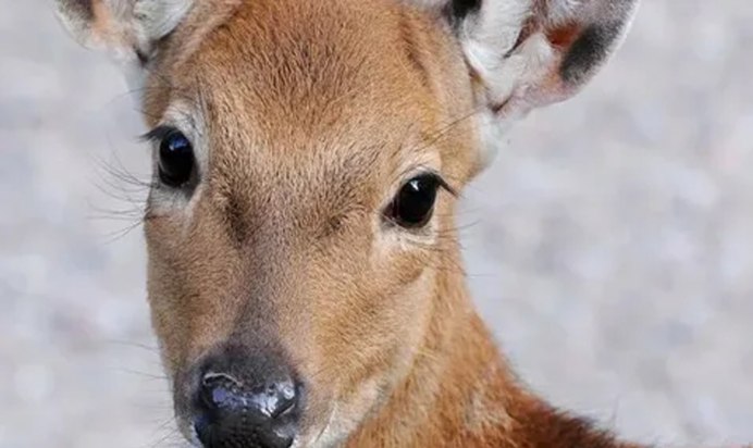 Статуя Ревущий олень смотрит прямо