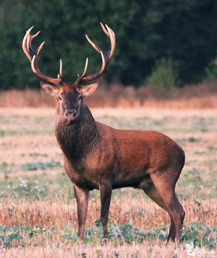 Девочка олениха