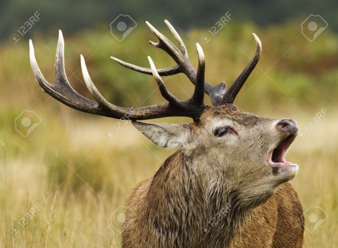 Белый Олененок