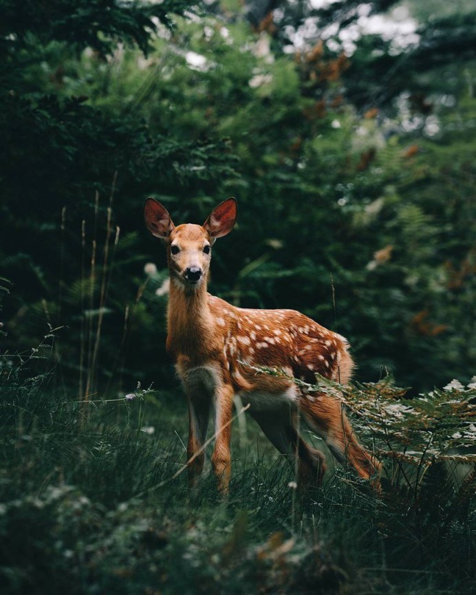 Оленья балка Борисоглебск