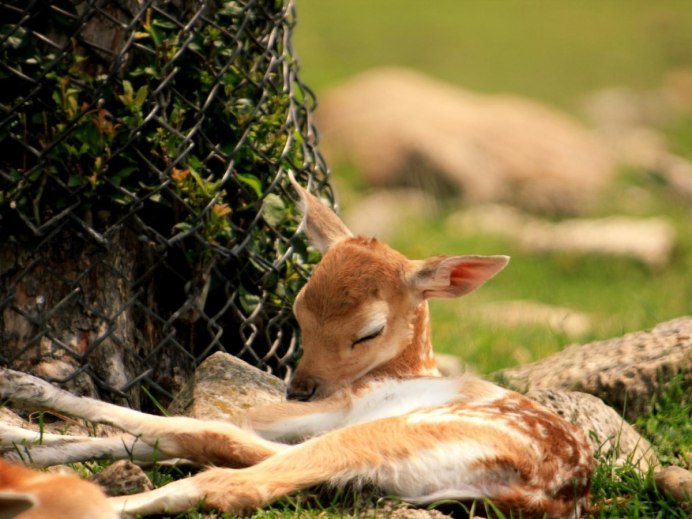 Лань Даниэль