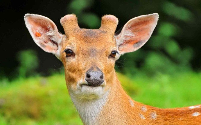 Благородный олень и олениха