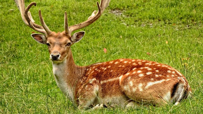 Белохвостый олень