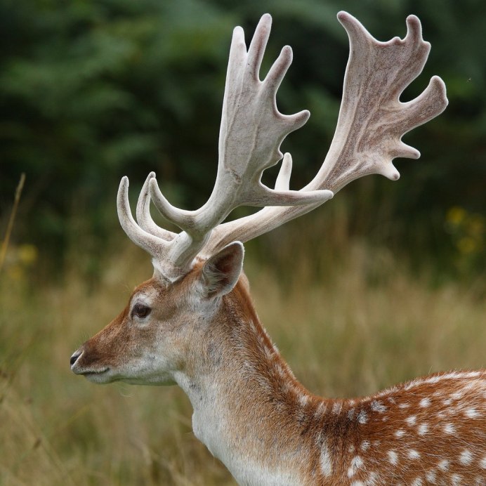 Благородный олень (Cervus elaphus)