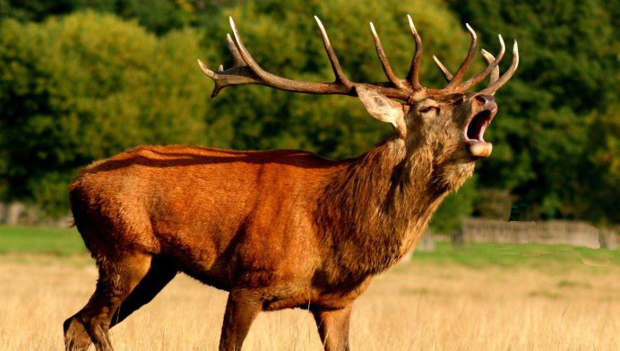 Олененок лежит