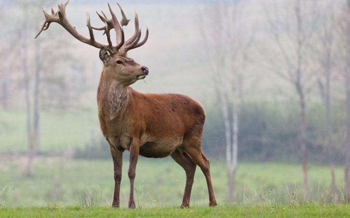 Косуля Сибирская