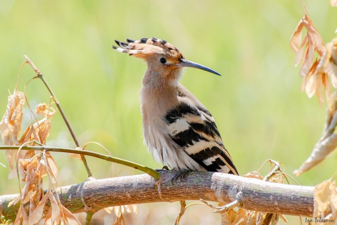 Green Wood Hoopoe