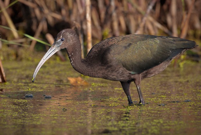 Каравайка (лат. Plegadis falcinellus)