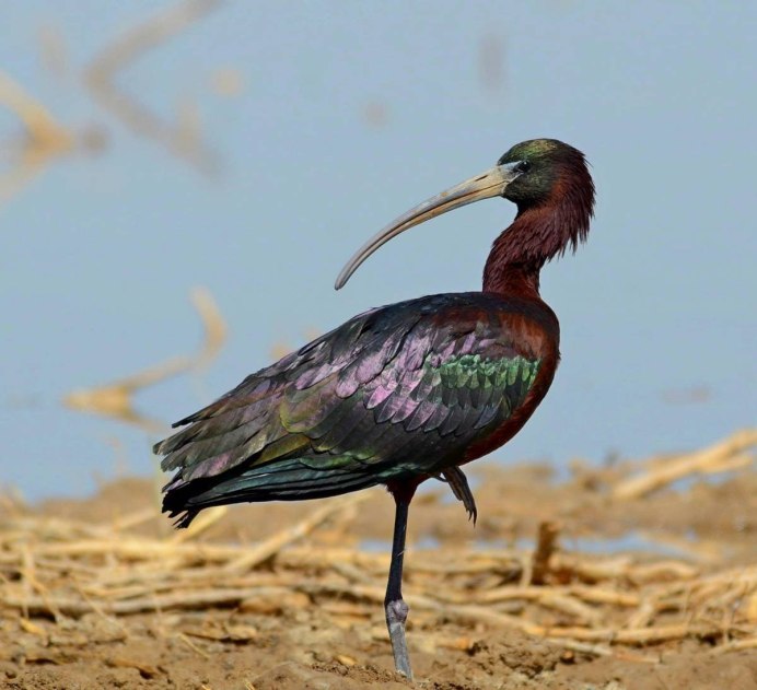 Каравайка Plegadis falcinellus (Linnaeus, 1766)