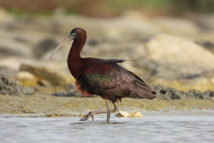 Каравайка (Plegadis falcinellus)