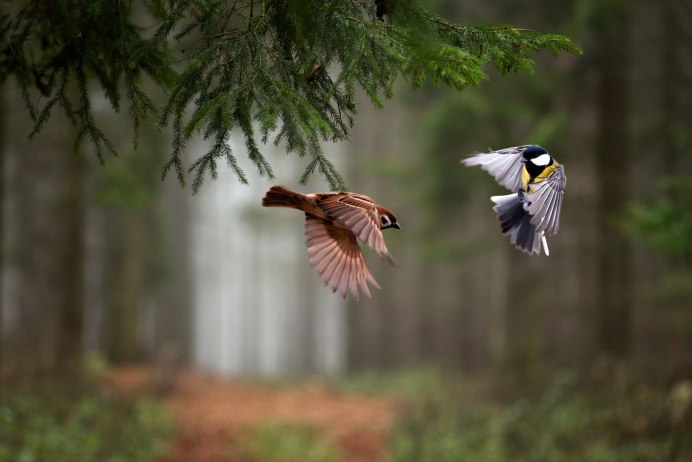 Природа птицы