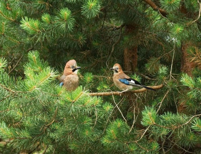 Воробей в лесу