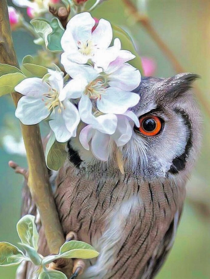 Home Owl memes