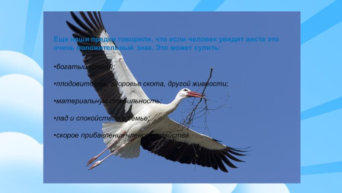 Любопытный Аист