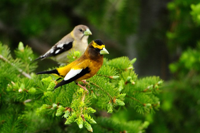 Природа птицы