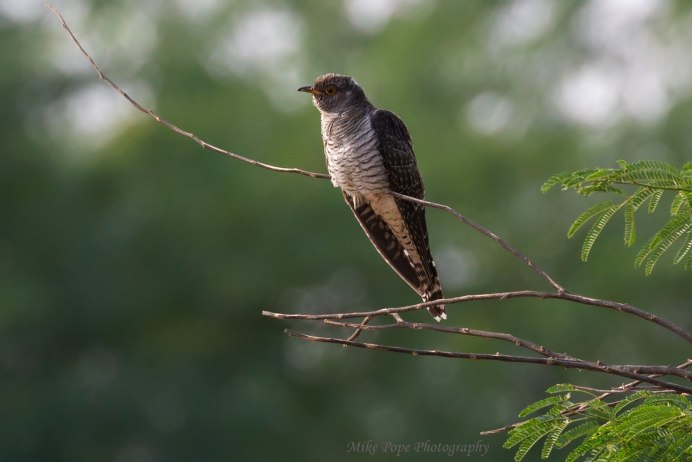 День кукушки (Cuckoo Day) — Шотландия