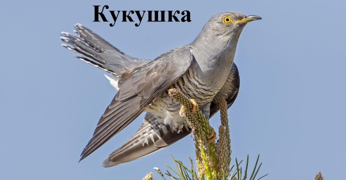 Желтоносая Кукушка