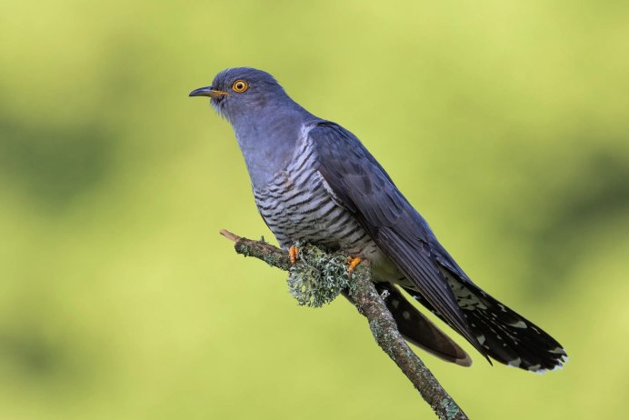 Кукушка (Cuculus poliocephalus