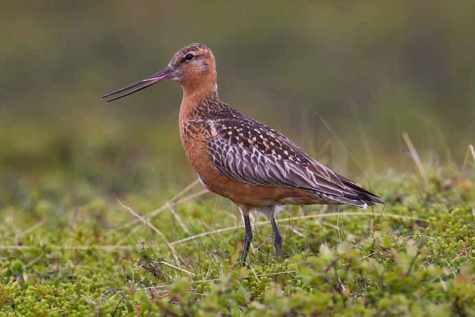 Gallinago Gallinago