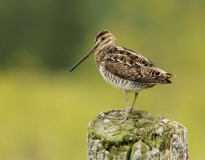 Большой веретенник - Limosa Limosa