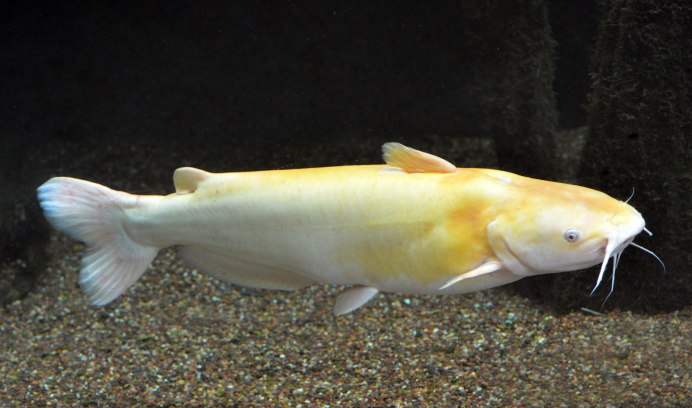 Канальный сомик Ictalurus punctatus