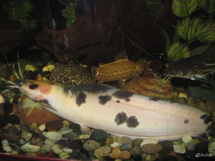 Shirzu Longfin
