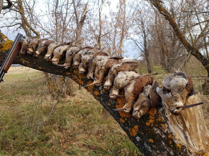 Стая куропаток