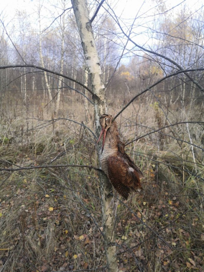 Амамийский вальдшнеп