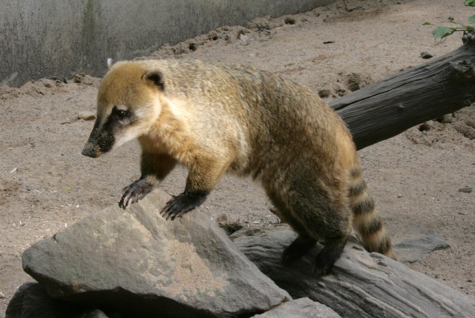 Североамериканский коати