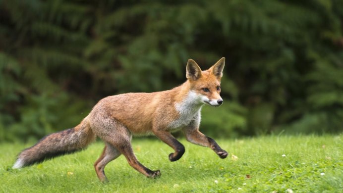 TF TG furry Fox