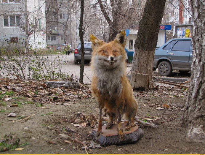Фр фр лиса
