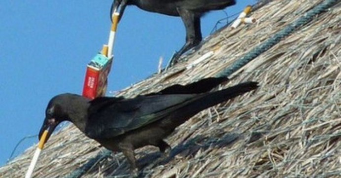 Кот и ворона