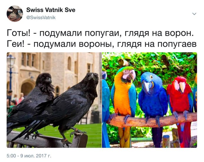 Попугай и ворона