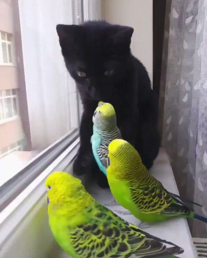Ворона и кот на скамейке