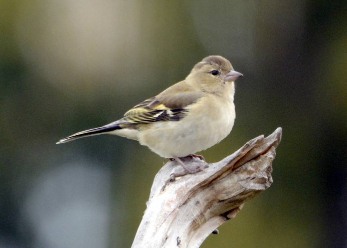 Зяблик (fringilla COELEBS)