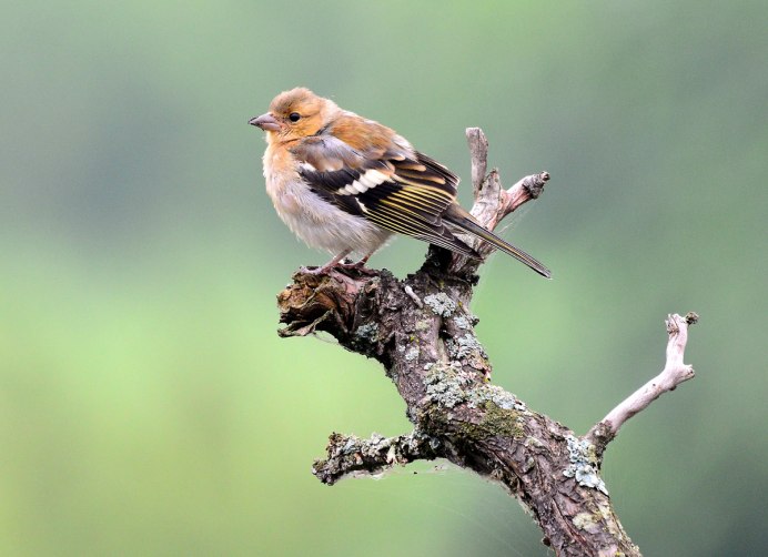 Зяблик (fringilla COELEBS)