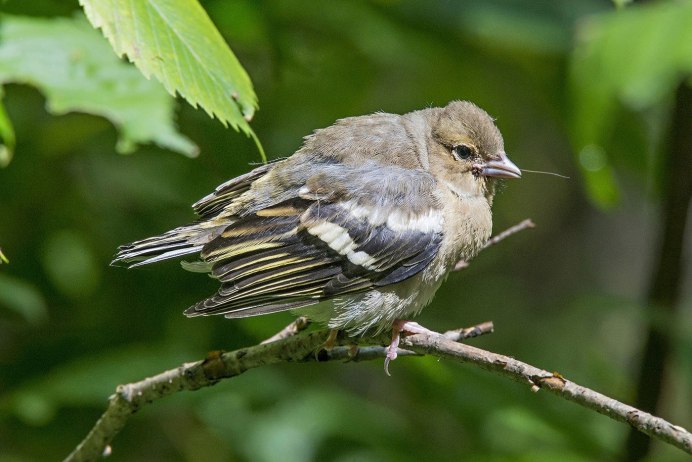 Зяблик (fringilla COELEBS)